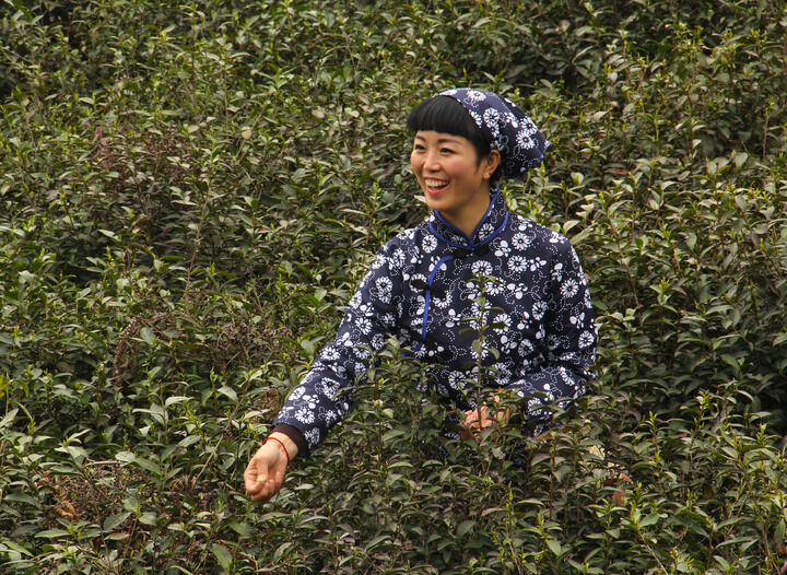 天鹅芭热门9